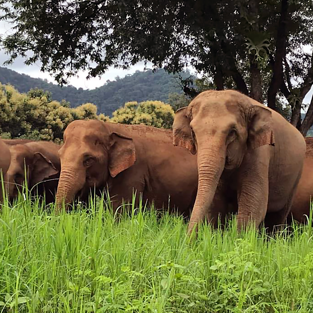 RIDE BIKESNOT ELEPHANTS
